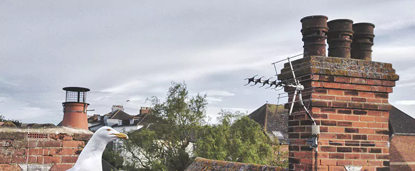Chimney Cleaning And Restoration in Adrian, Michigan